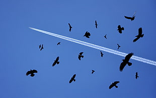 high angle photography of birds during daytime